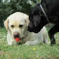 Erin Shores Labradors - Cuisset Céline Monestier 24240, téléphone 