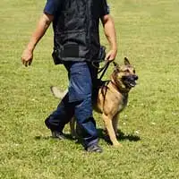 dressage chien ferriere la petite