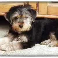 Duhamel Patricia Marquise Éleveur de chiens et chats de compagnie