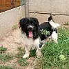 Société de Défense des Animaux