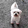 Adomicil Dog