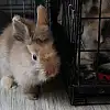 Action 4 Pets