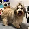 Style'dogs