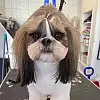 Youpi Dog
