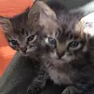 Chats et Chiens Sans Toit