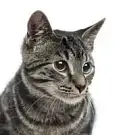 Argentat Sos Chats
