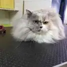 Beautifull Dog And Cat