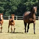 Haras de Kerizac