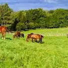 Haras National