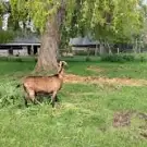 La Ferme Européenne des Enfants