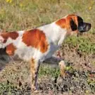 Centre Canin du Pilier des Masques