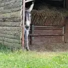 Chambres d'Hôtes les Cachettes du Dahut