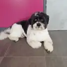 IdéaL Canin