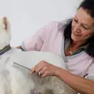 Albertville Beauté Canine