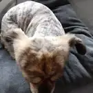 Dolly Dog