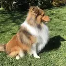 A l'Eau les Chiens Toilettages Canins