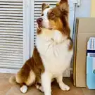 Drôle de chien
