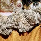 Lady's Dog