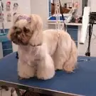 Au Chien Galant