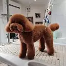 Delfi Toilettage