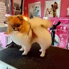Elegance Canine