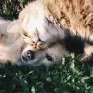 Douceur Canine