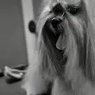 Au Hote Dog Toilettage