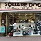 Square Dog