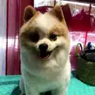 Les Bains Canins