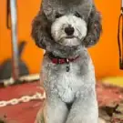 Canicoiff