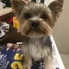 Sweety Dog