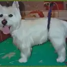 Vanille Toilettage