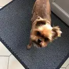 Vérodog