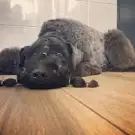 Toilettage Dog Harmony