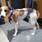 Mousse Taches