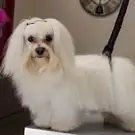 Isy Dog