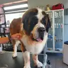 New Dog