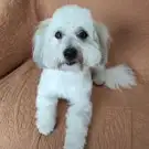 Abracadachien