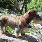 Bambou Chiens
