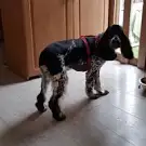 La Main à la Patte