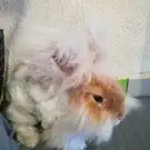 Dog Story Toilettage