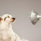 A l'esthetique Canin