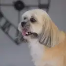 Dog Attitude