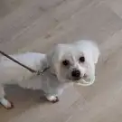 L'Art Canin