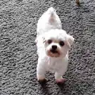 Adomicil Dog