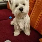 Garden Dog