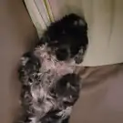 Estheti Chiens