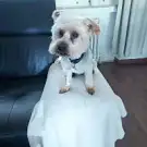 Look Canin