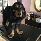Aux Aristo chiens