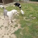 Dog Story